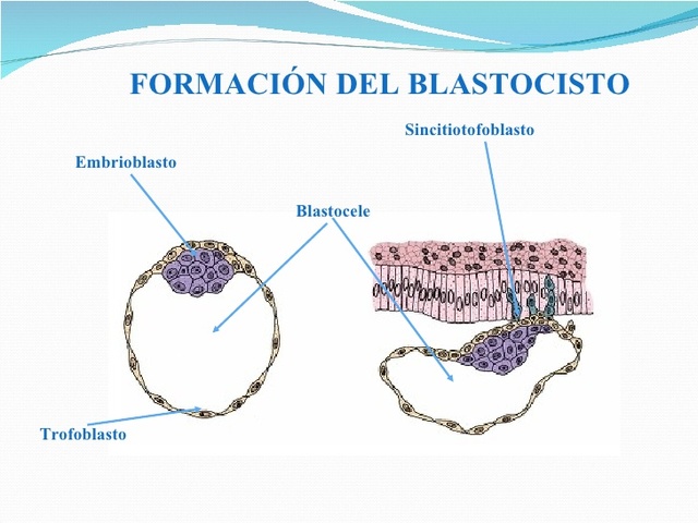Blastocele y Blastocisto