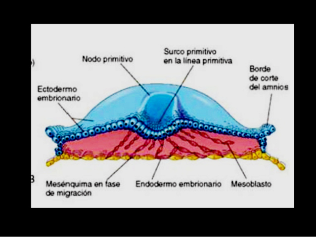 Disco embrionario trilaminar