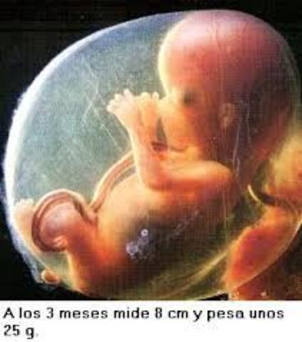 12 Semana