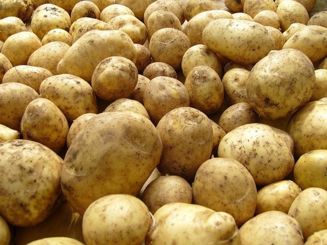 potatos are Introduced into russia