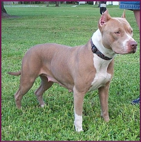 Surge la raza APBT