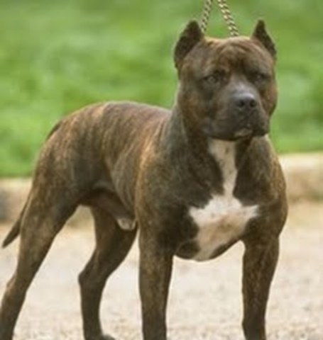 Surge Colby’s Primo