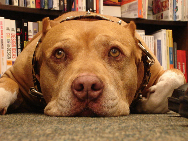 Prohibicion de peleas