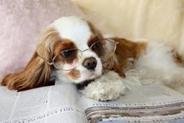 Yo llegue mi primero perro