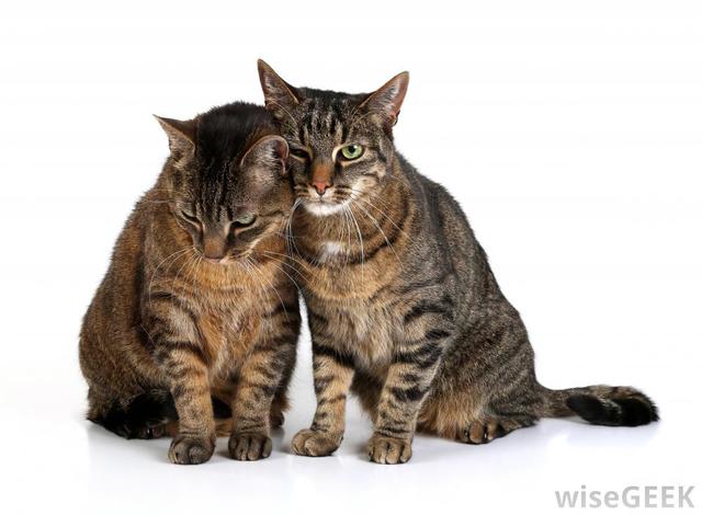 Yo recibí dos gatos