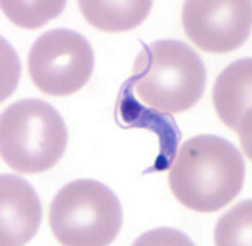 TP Nº 13: Hemoflagelados: Tripanosomas