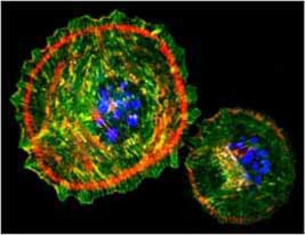 Interacción 1ria: Inmunofluorescencia