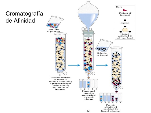 Inmunoquímica