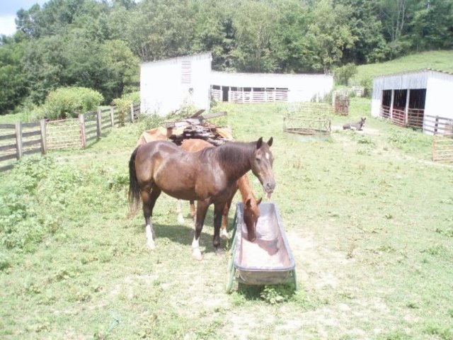 Horses