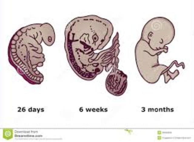 Desarrollo Embrionario.