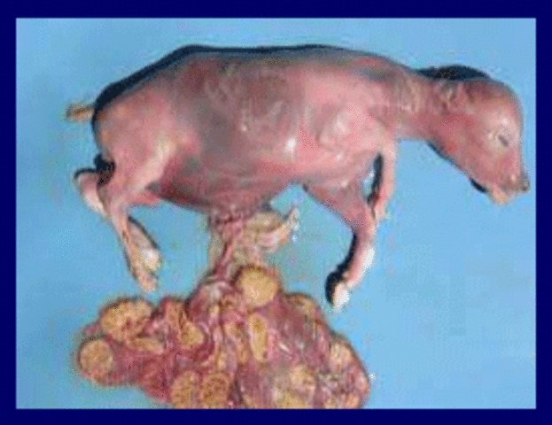 Descubrieron las brucellas bovinas