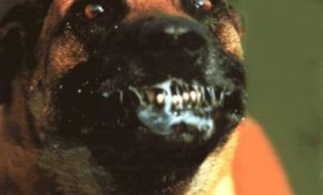 Contribuciones para la rabia