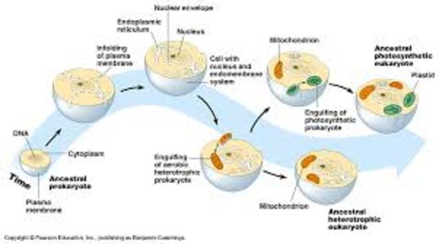 Eukaryotes evolved
