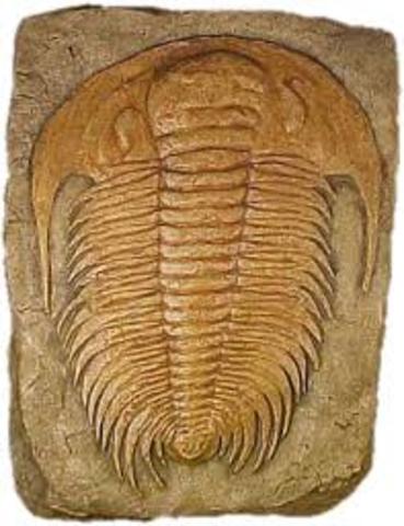 First arthropods evolve