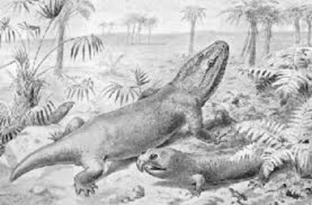 The first amphibians