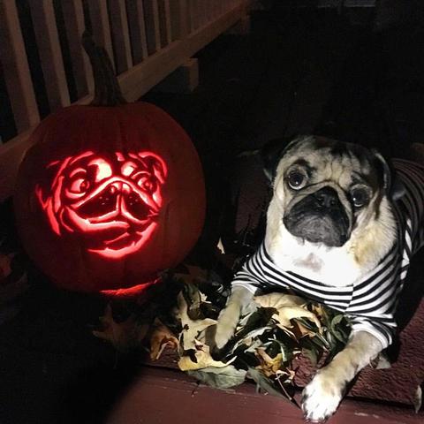 Mi primer perro. Pugman al ataque en halloween.