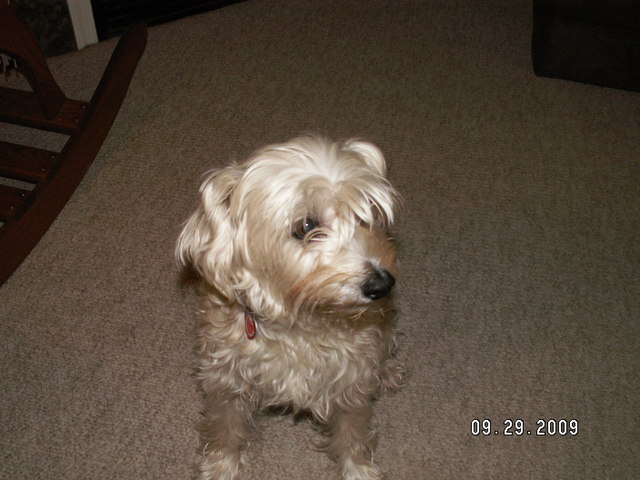 Mr. and Mrs. Thoman adopt Griffey