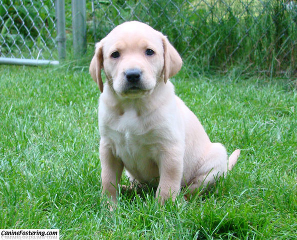 Conseguimos un cachorro