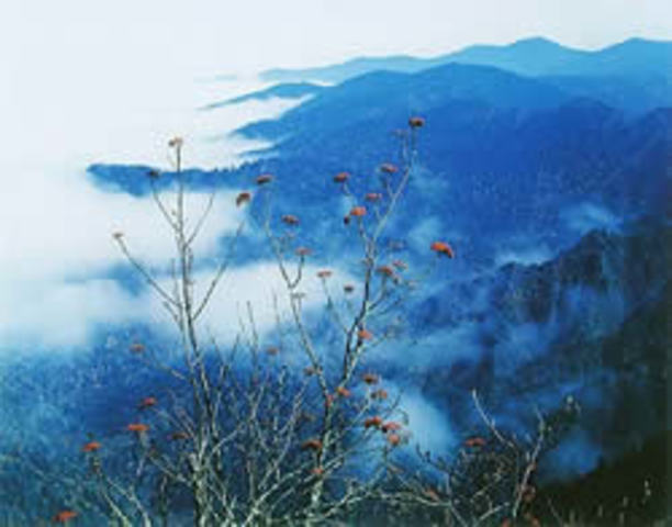 Rise in Popularity of Dye-Transfer Process