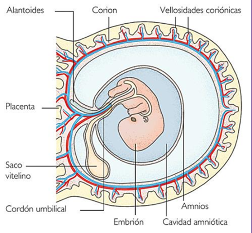 semana 2, Saco crónico
