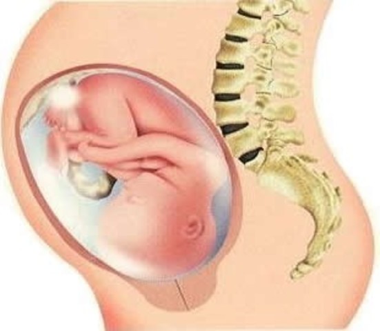 Semana veintiocho (septimo mes)