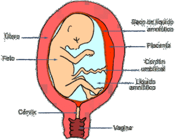 16a. Semana (4 meses)
