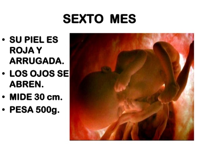 24a Semana (6 meses)