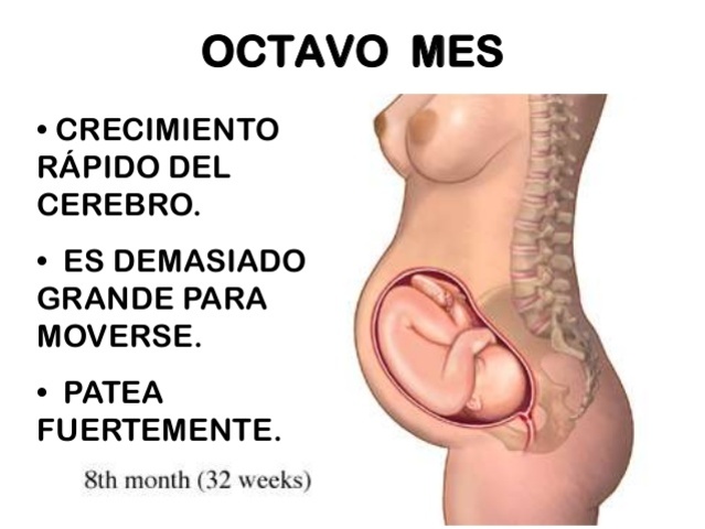 32a. Semana (comienzo de 8 meses)