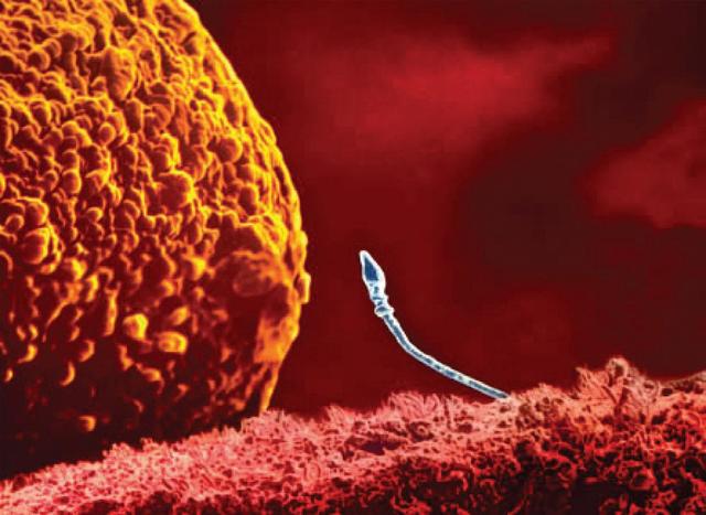 Primera semana: Fecundación