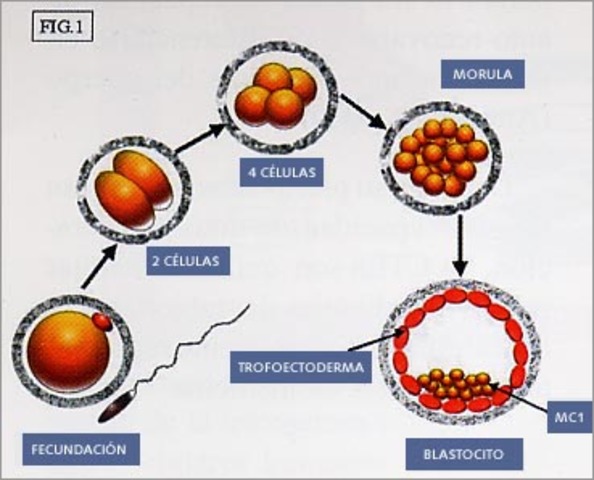 Primera semana: Segmentación