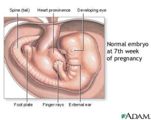 Primer mes. Semana 7. 14-DIC-15 AL 21-DIC-15