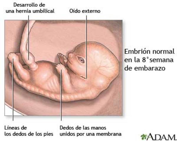 Segundo mes. Semana 8. 21-DIC-15 AL 18-ENE-16