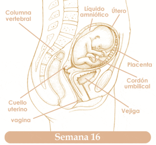 Cuarto mes. Semana 16. 15-FE-16