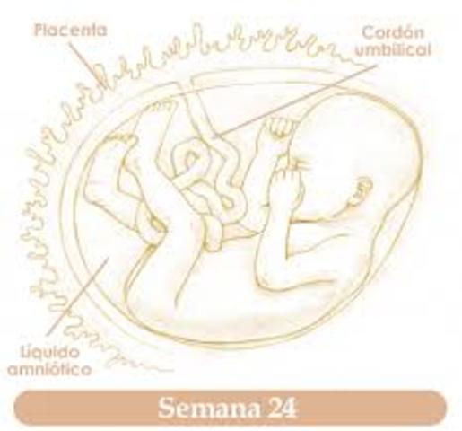 Sexto mes. Semana 24. 11-ABR-16