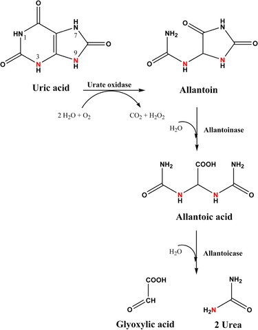 Synthesis of Urea