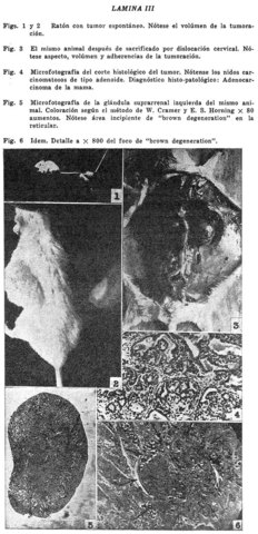 Cáncer inducido en animales de laboratorio