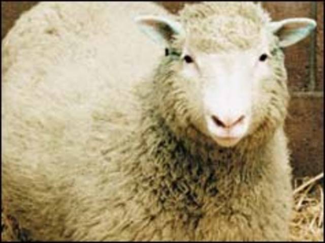 Dolly the sheep is cloned