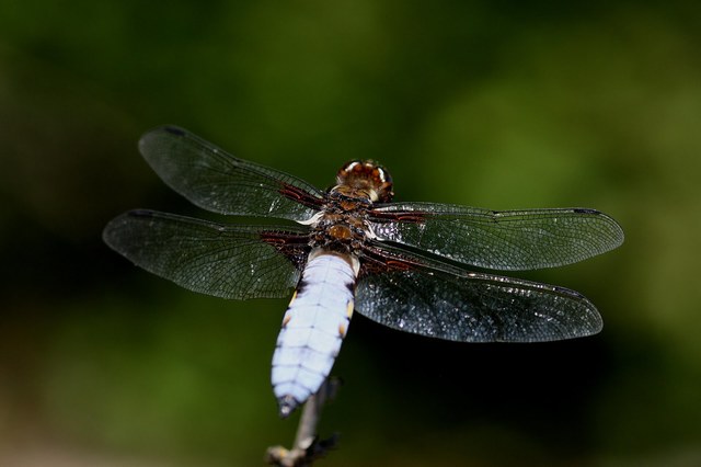 La libélula común de cola blanca