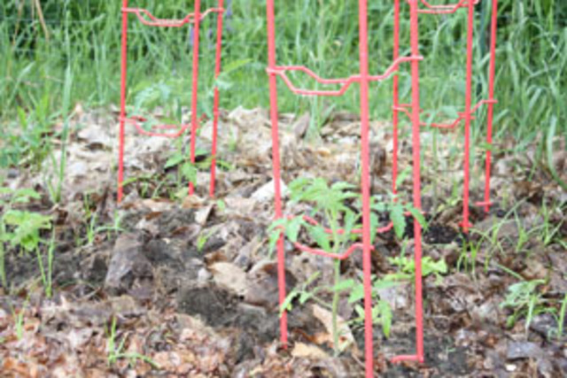 Peter's Cherry Tomatoes