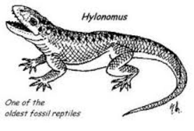The earliest reptiles