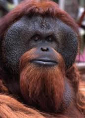 The first great apes appear