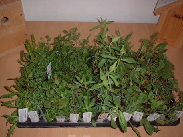 Ordavivian and silurian period