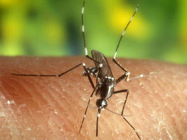 Quedó erradicada la epidemia del dengue hemorrágico en nuestro país, después de una exitosa campaña nacional contra el agente transmisor