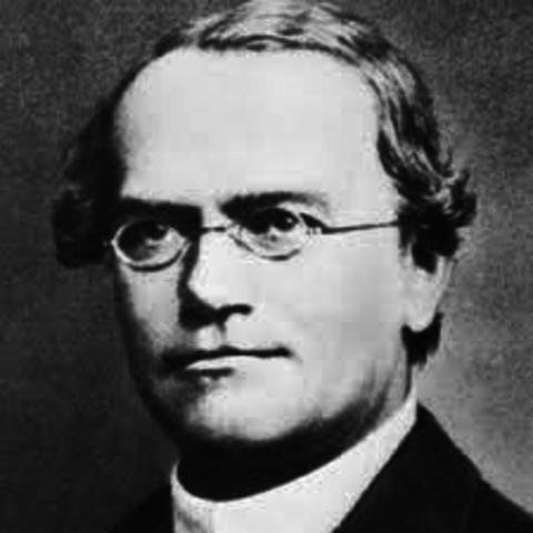 Mendel Discovers Laws of Genetics
