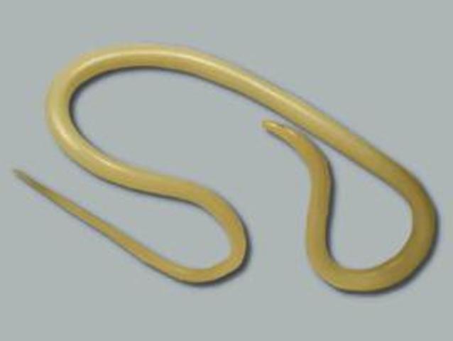 Roundworm Genome Sequenced