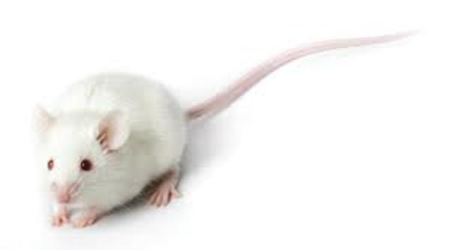 Mouse Genome Sequence