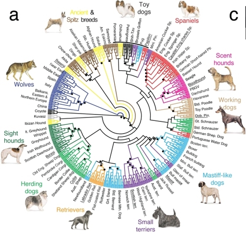 Dog and Chimpanzee Gene Sequenced