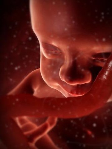 28ª semana (7º mes)