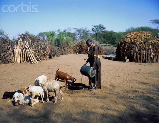 domestication of animals