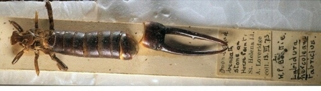 Talladits de Sta Elena